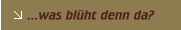 ...was bl&uuml;ht denn da?