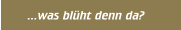 ...was bl&uuml;ht denn da?